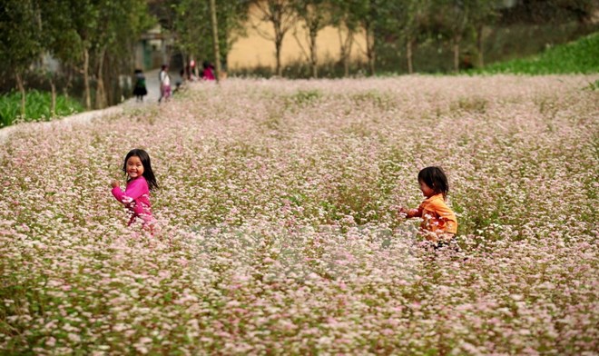 First Tam Giac Mach flower festival to be held in Ha Giang